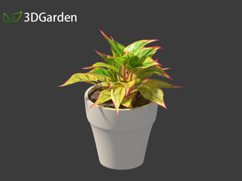 Aglaonema crete - Chinese evergreen Modelo 3D
