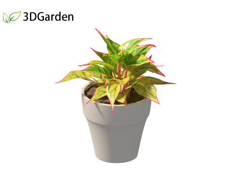 Aglaonema crete - Chinese evergreen Modelo 3D