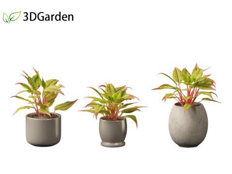 Aglaonema crete - Chinese evergreen Modelo 3D