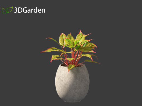 Aglaonema crete - Chinese evergreen Modelo 3D