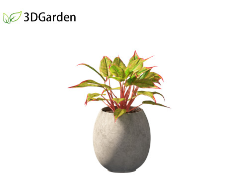 Aglaonema crete - Chinese evergreen Modelo 3D