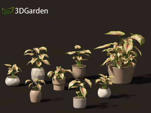 AgCaladium bicolor - angel wings 3D Model