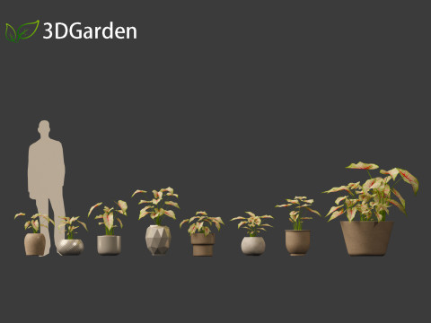 AgCaladium bicolor - angel wings 3D-Modell