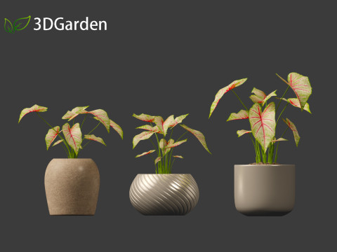 AgCaladium bicolor - angel wings 3D-Modell