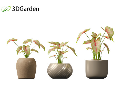 AgCaladium bicolor - angel wings 3D-Modell