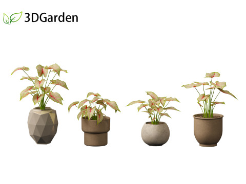 AgCaladium bicolor - angel wings 3D-Modell