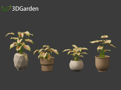 AgCaladium bicolor - angel wings 3D-Modell