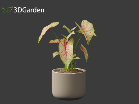 AgCaladium bicolor - angel wings 3D-Modell