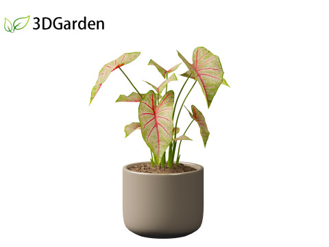 AgCaladium bicolor - angel wings 3D-Modell