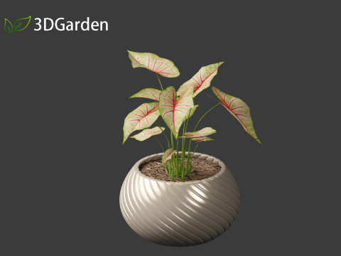 AgCaladium bicolor - angel wings 3D-Modell