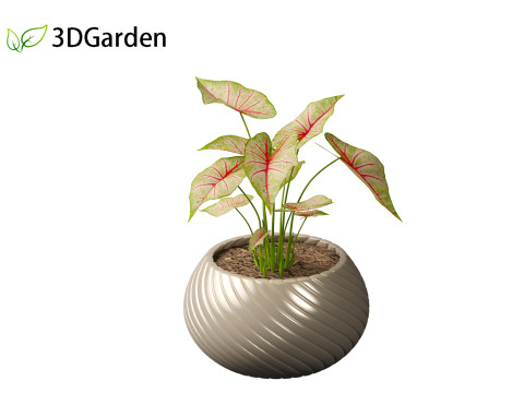 AgCaladium bicolor - angel wings 3D-Modell