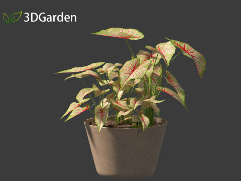 AgCaladium bicolor - angel wings 3D-Modell