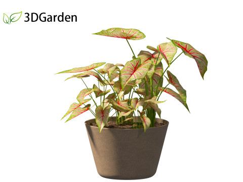 AgCaladium bicolor - angel wings 3D-Modell