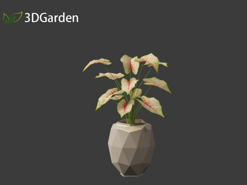 AgCaladium bicolor - angel wings 3D-Modell