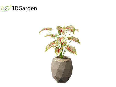 AgCaladium bicolor - angel wings 3D-Modell