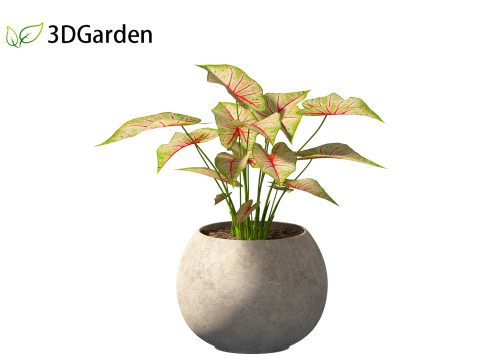 AgCaladium bicolor - angel wings 3D-Modell