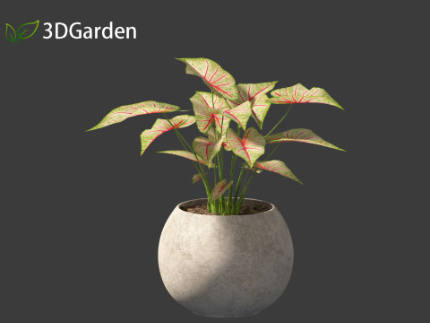 AgCaladium bicolor - angel wings 3D-Modell