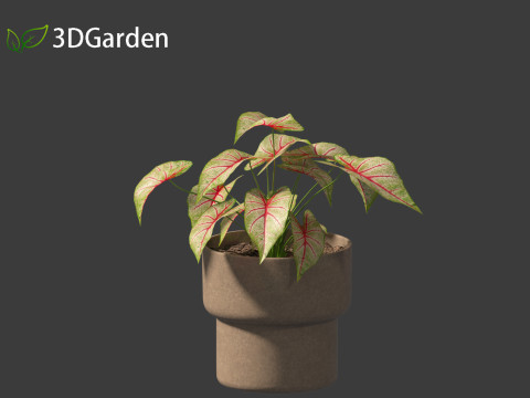 AgCaladium bicolor - angel wings 3D-Modell