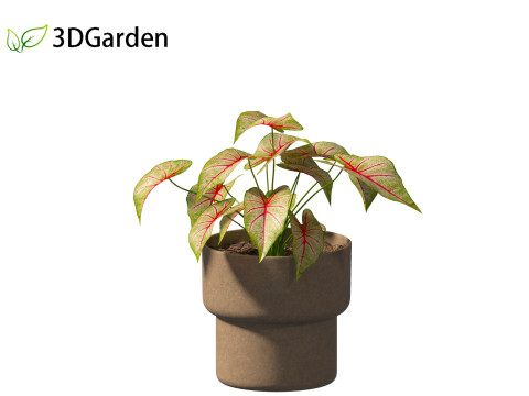 AgCaladium bicolor - angel wings 3D-Modell