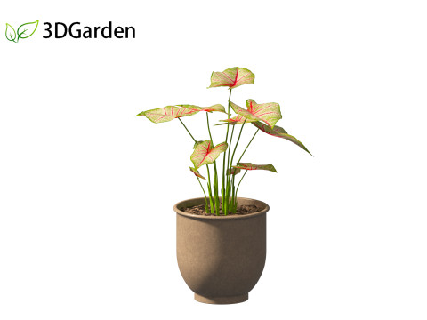 AgCaladium bicolor - angel wings 3D-Modell