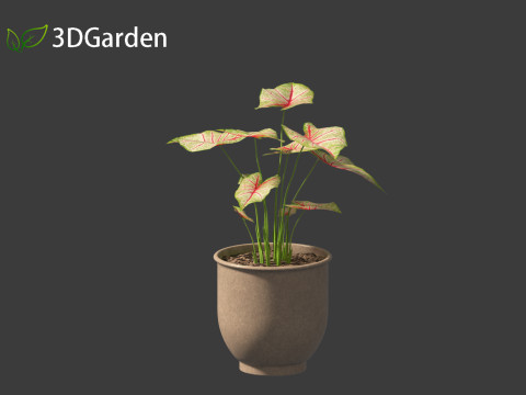 AgCaladium bicolor - angel wings 3D-Modell