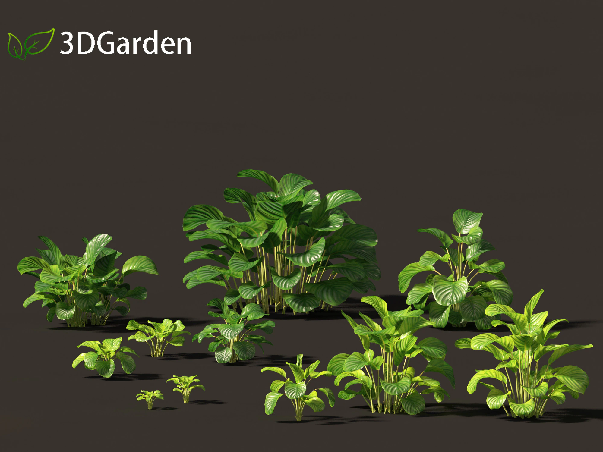 Calathea orbifolia - Prayer plant 01 3D Model .c4d .max .obj .3ds .fbx .stl .blend 