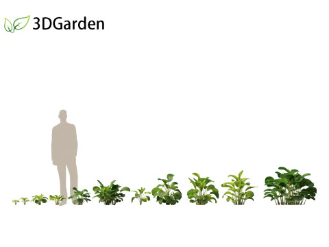 Calathea orbifolia - Prayer plant 01 3D Model