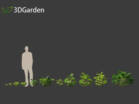 Calathea orbifolia - Prayer plant 01 3D Model