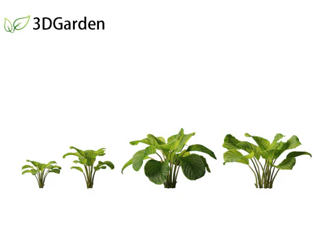 Calathea orbifolia - Prayer plant 01 3D Model