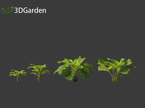 Calathea orbifolia - Prayer plant 01 3D Model