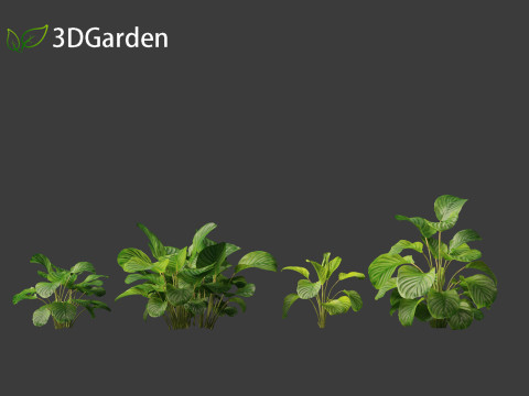 Calathea orbifolia - Prayer plant 01 3D Model