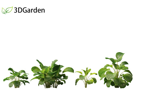 Calathea orbifolia - Prayer plant 01 3D Model