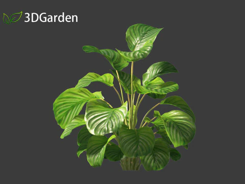 Calathea orbifolia - Prayer plant 01 3D Model