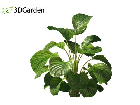 Calathea orbifolia - Prayer plant 01 3D Model