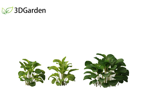 Calathea orbifolia - Prayer plant 01 3D Model