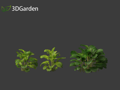 Calathea orbifolia - Prayer plant 01 3D Model