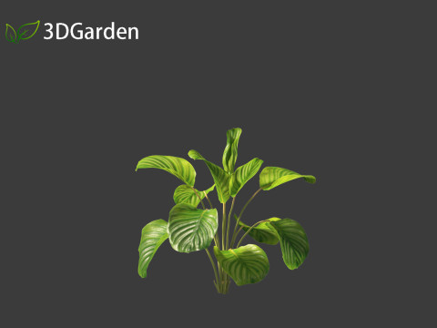 Calathea orbifolia - Prayer plant 01 3D Model