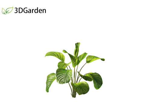 Calathea orbifolia - Prayer plant 01 3D Model