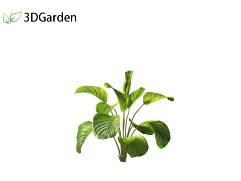 Calathea orbifolia - Prayer plant 01 3D Model