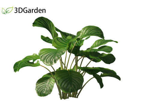 Calathea orbifolia - Prayer plant 01 3D Model