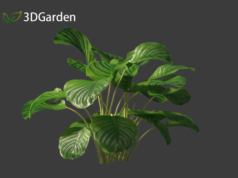 Calathea orbifolia - Prayer plant 01 3D Model