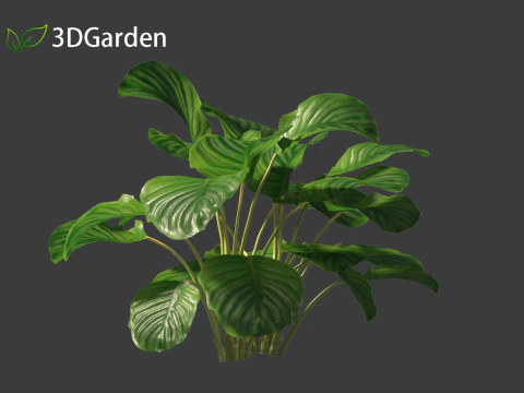 Calathea orbifolia - Prayer plant 01 3D Model