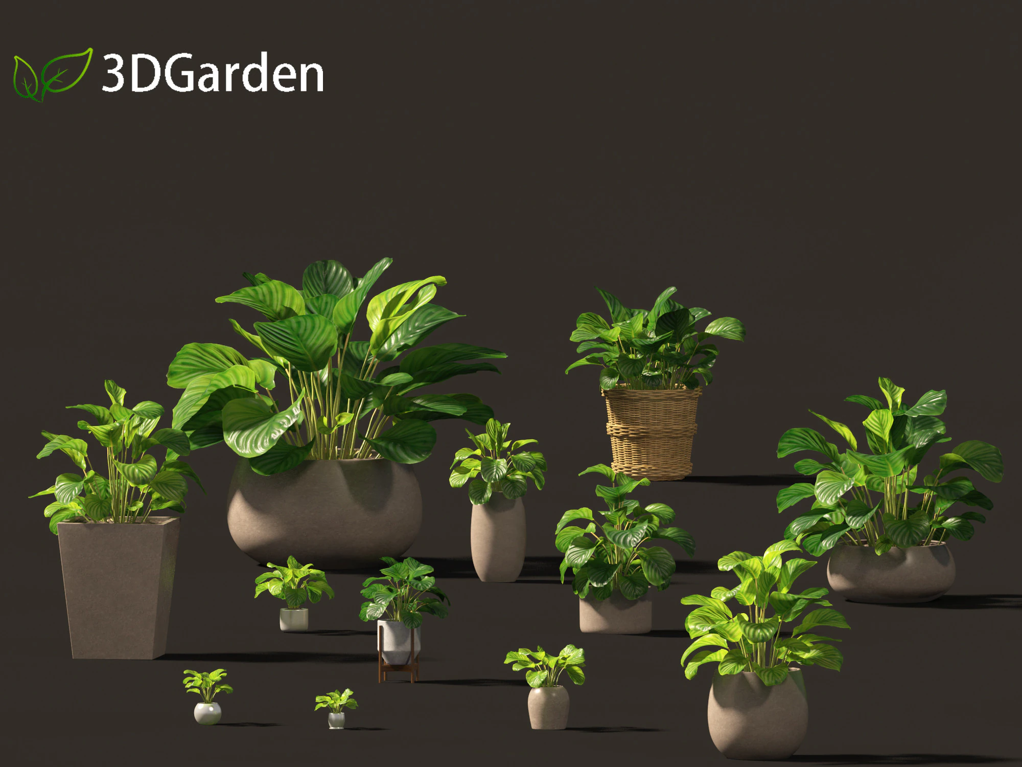 Calathea orbifolia - Prayer plant 02 3D Model .c4d .max .obj .3ds .fbx .stl .blend