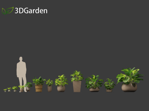 Calathea orbifolia - Prayer plant 02 Modello 3D