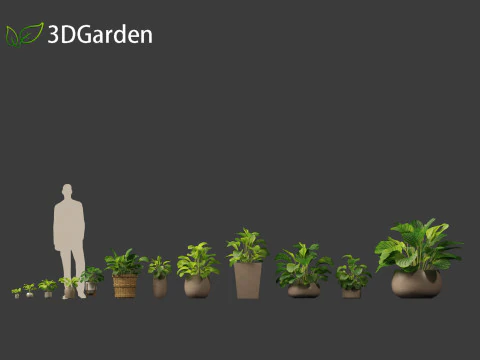 Calathea orbifolia - Prayer plant 02 3D Model