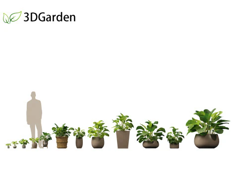 Calathea orbifolia - Prayer plant 02 3D Model