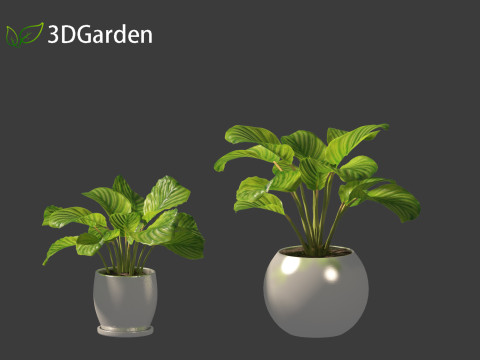 Calathea orbifolia - Prayer plant 02 Modello 3D