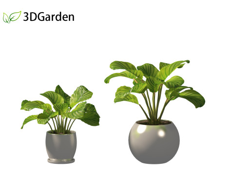 Calathea orbifolia - Prayer plant 02 Modello 3D