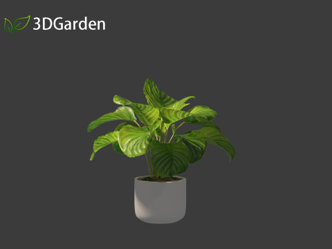 Calathea orbifolia - Prayer plant 02 Modello 3D