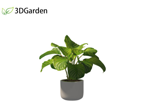 Calathea orbifolia - Prayer plant 02 Modello 3D